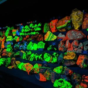 Meet your Posher, Stevie